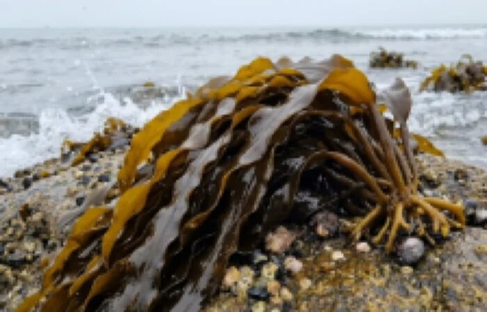Ecklonia cava brown seaweed on a Jeju shore, the source material for Ecklo Sleep