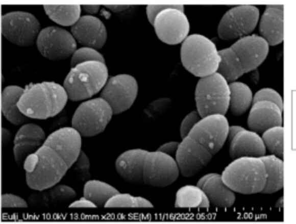 Scanning electron micrograph of the Lactococcus lactis strain used in LactisCut