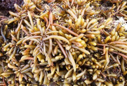 Jeju Hijiki (Sargassum fusiforme) seaweed, one of the two source materials for Sargacud
