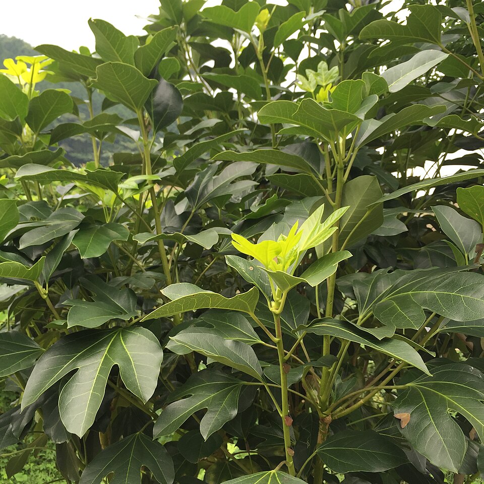 Jeju Dendropanax morbifera (Hwangchil) tree, source of BK bio's anti-hangover ingredient.
