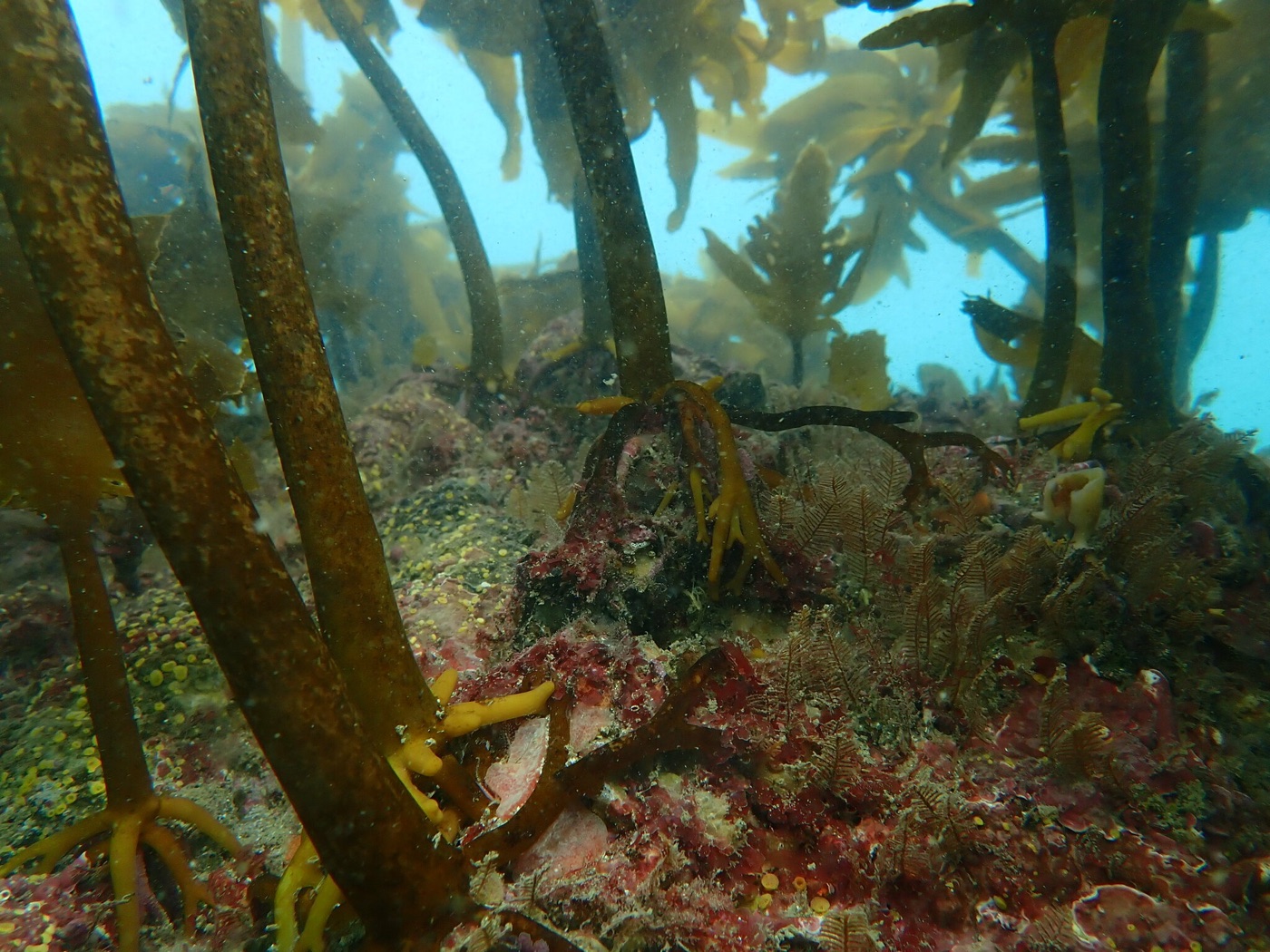 Ecklonia kelp growing on a coastal reef, the source of BK bio's seaweed polyphenol.