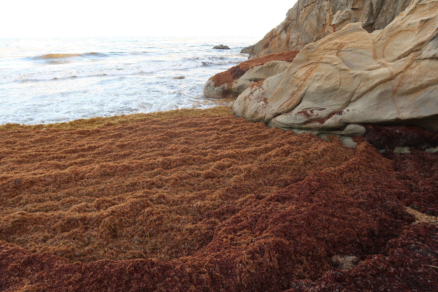 Jeju Hijiki (Sargassum fusiforme) seaweed gathered along the shore, the marine source for BK bio's Sargacud.