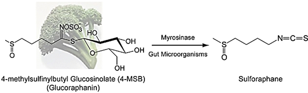 Bioconversion diagram: 4-methylsulfinylbutyl glucosinolate (glucoraphanin) from broccoli converts via myrosinase and gut microorganisms to sulforaphane.